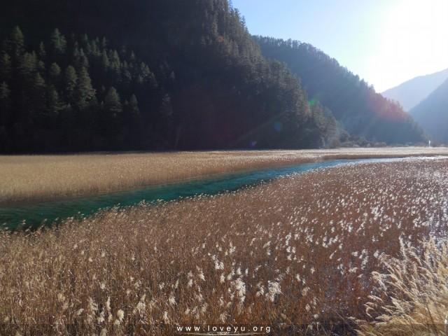 芦苇海 芦苇海