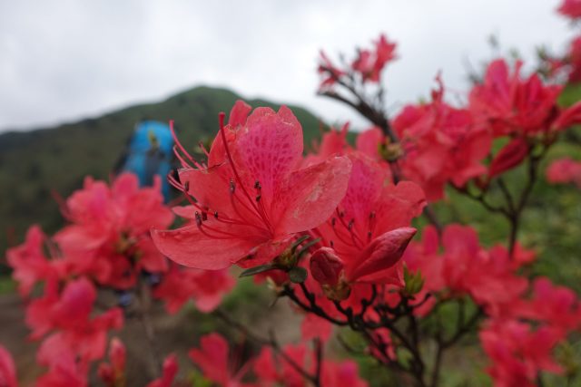 武功山的杜鹃花