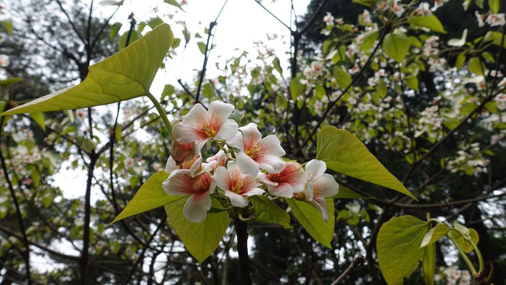 衡山的那些花儿