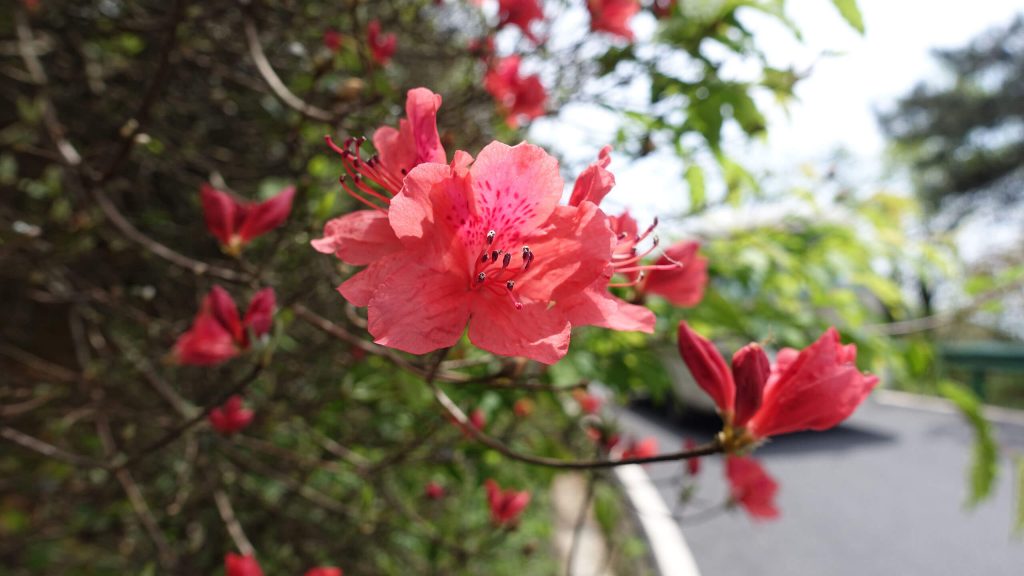 衡山的杜鹃花