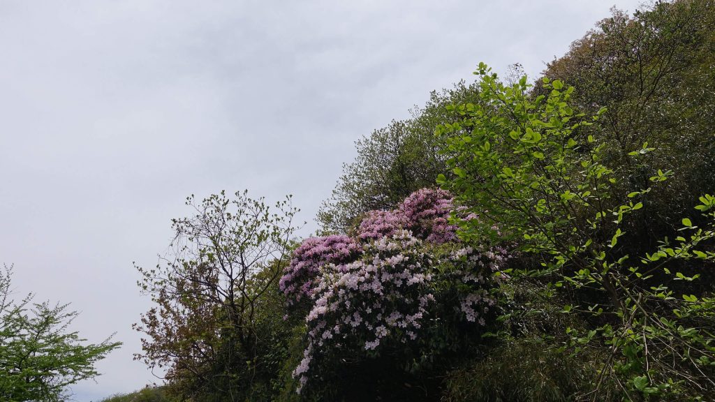 衡山的花